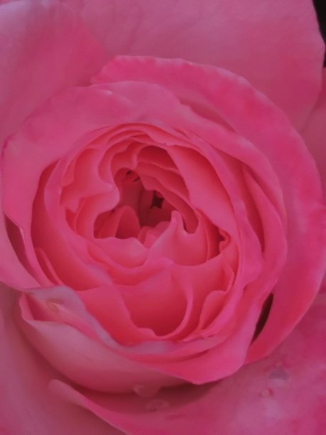 粉色玫瑰图片下载