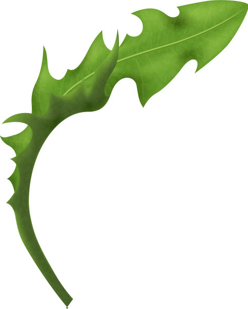 蒲公英叶子图片下载