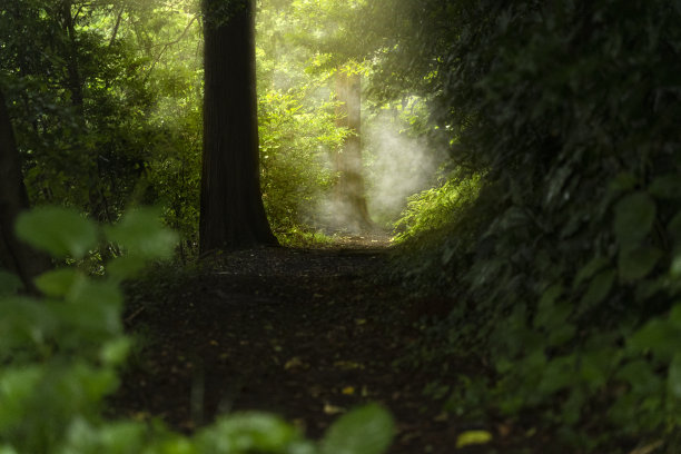 森林中的一条小路图片下载