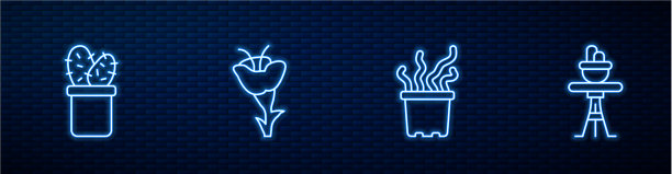 在盆栽中种植有异国情调的热带植物仙人掌图片下载