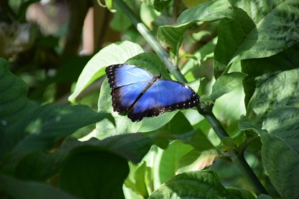 栖息在绿叶植物上的蓝蝴蝶图片下载