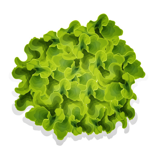 现实的矢量图。多汁的手绘绿色生菜叶子孤立在白色的背景。特写生菜叶子，生菜小枝，一束绿叶。平面设计元素。图片下载