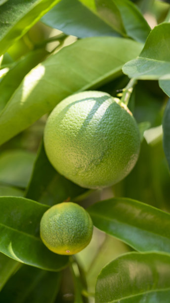 果树上生长的橘子照片图片下载