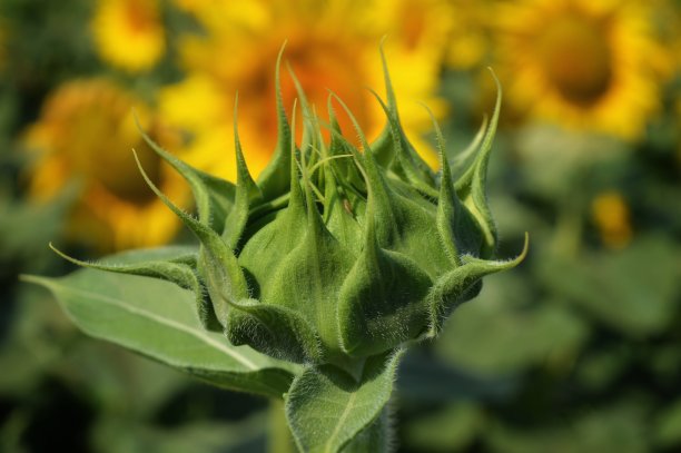 大向日葵芽图片下载