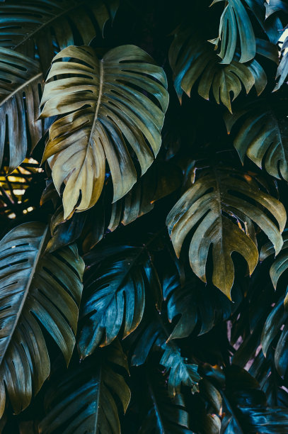 Monstera叶图片下载