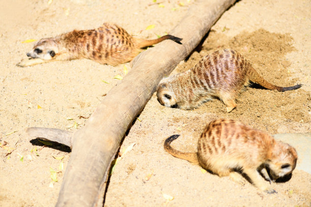 动物园里的狐獴在沙子里挖食物图片下载