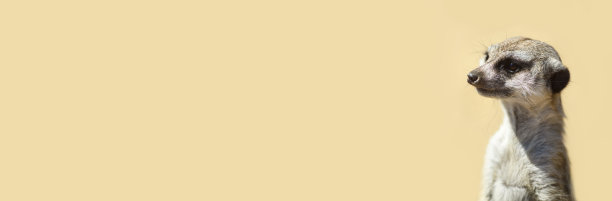 沙背景下的狐獴。横幅图片下载