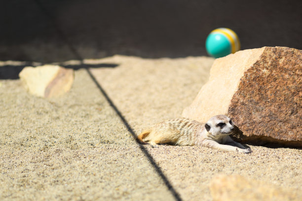 动物园里有趣的猫鼬躺在沙滩上图片下载