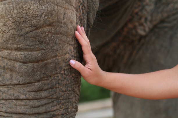用手小心翼翼地触摸象鼻子的镜头。图片下载