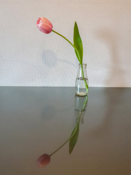 透明玻璃瓶里的粉色郁金香图片下载