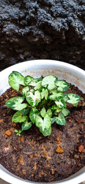 洪堡钙图片下载