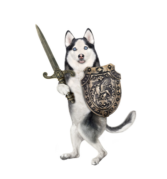 装备盾牌和剑的哈士奇犬图片下载