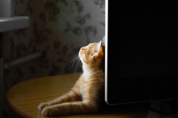 红头发的小猫图片下载