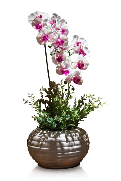 人工白色蝴蝶兰花分离在白色背景上图片下载