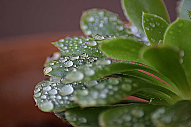 植物上的水分露珠的水滴，代表着清晨的日出图片下载