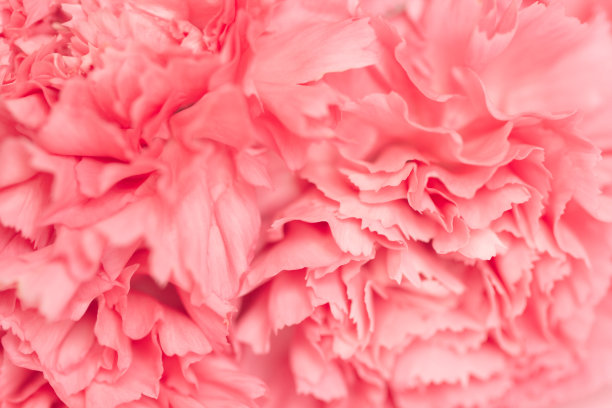粉红康乃馨的特写。抽象的自然背景。图片下载