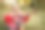 公园里弹吉他的美女图片下载