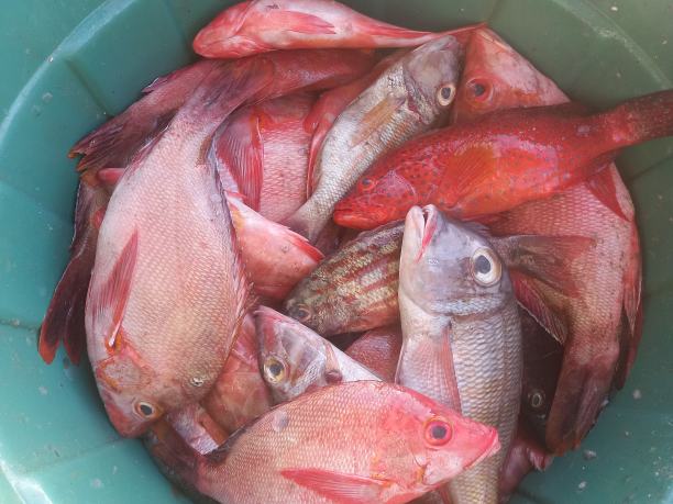 在阿托洛岛捕到的新鲜鱼图片下载