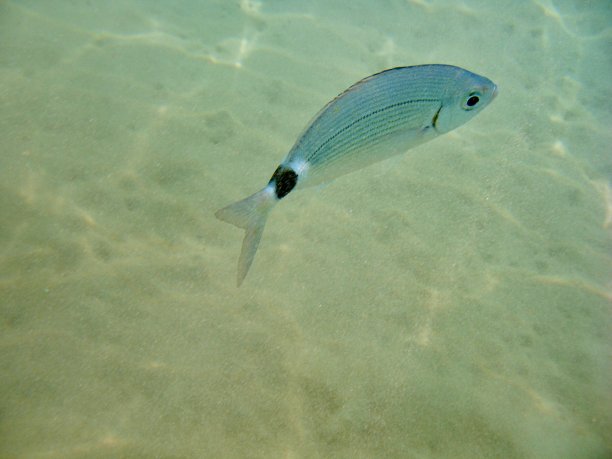 一条鱼游泳图片下载