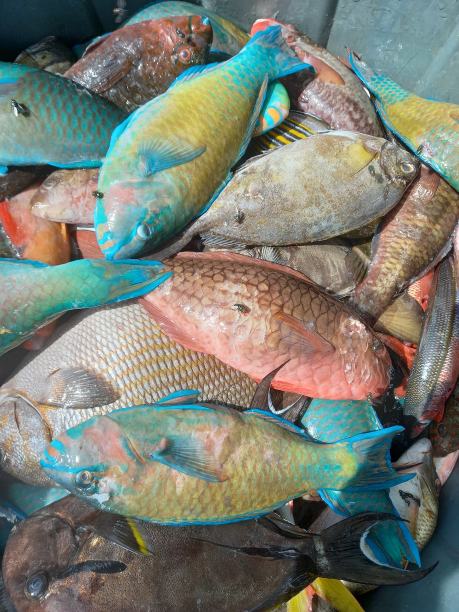 在阿托洛岛捕到的新鲜鱼图片下载