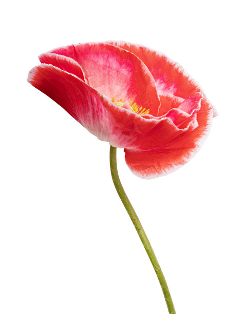 红色的罂粟孤立在白色的背景图片下载