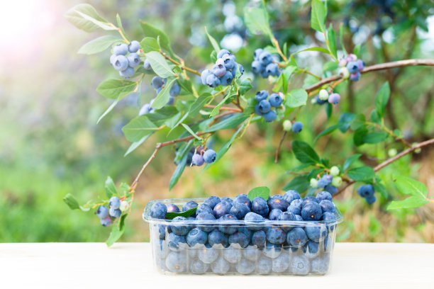 盛有新鲜蓝莓的容器图片下载