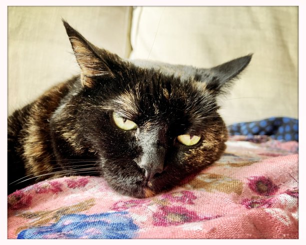 悲伤的、生病的、困倦的老Tortie猫图片下载