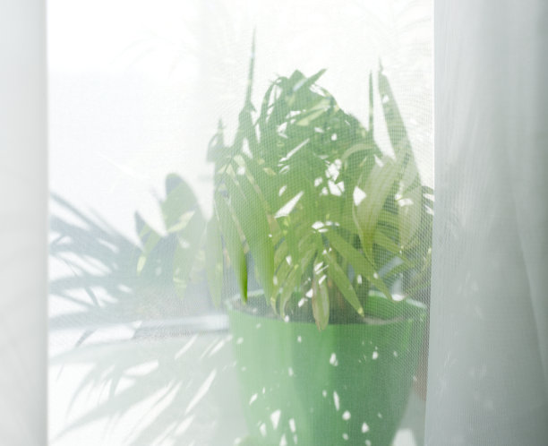 在明亮的阳光下，室内植物的绿色棕榈树叶在透明的白色窗帘后面。图片下载