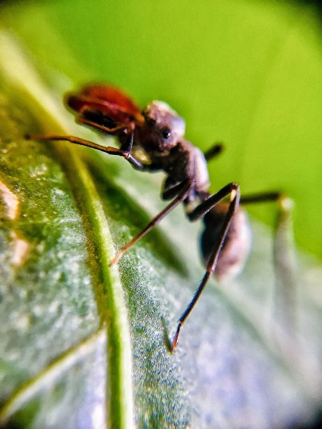 黑蚂蚁图片下载