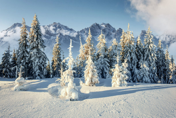 壮观的景观与森林在冬天的时间。风景背景图片下载