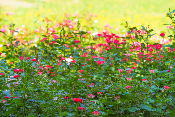 盛开的玫瑰在夏日的玫瑰园里，嬉戏着光图片下载