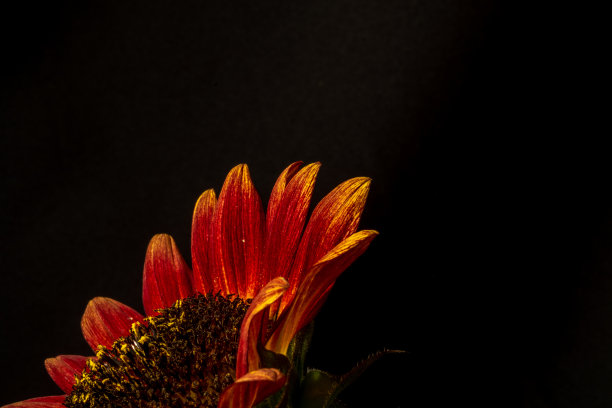 黑色背景上的红色向日葵。侧视图，放置文本。低调照片图片下载