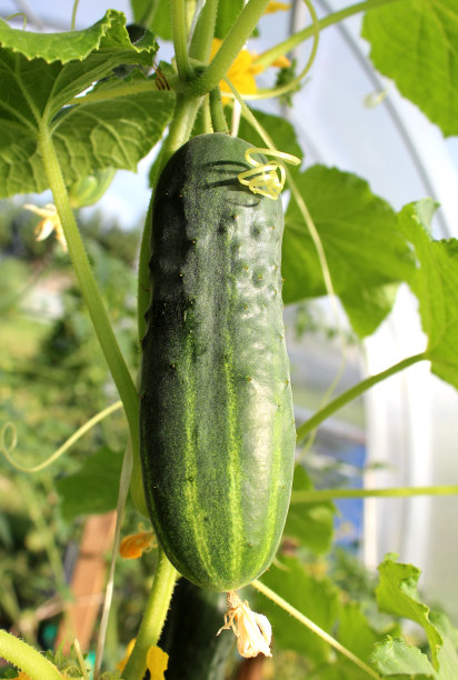 温室里绿色黄瓜的特写镜头。图片下载