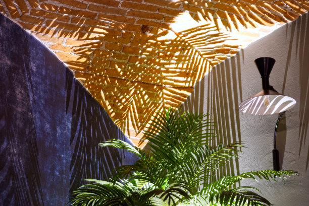 墙上的棕榈树阴影的特写图片下载