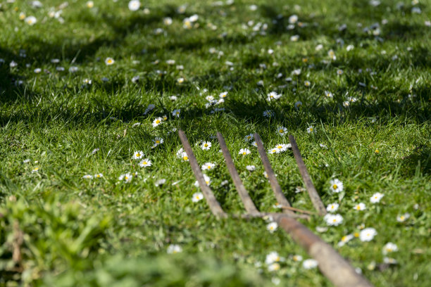 花园叉子插在长满雏菊的草坪上图片下载