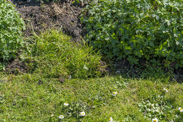 修剪长满雏菊的草坪图片下载