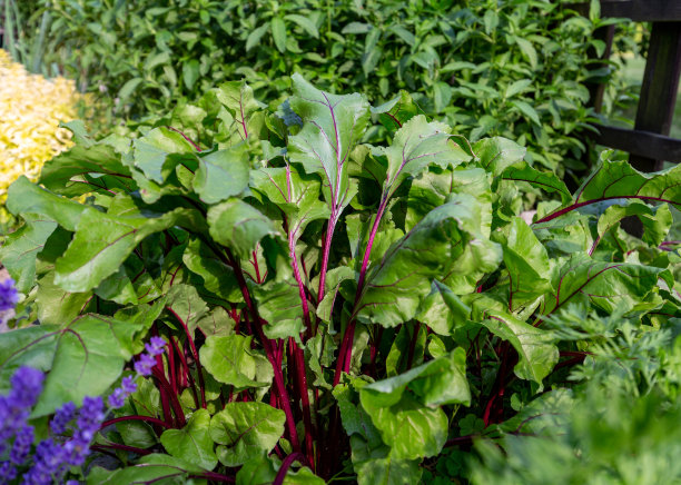 绿色的甜菜叶子从家庭花园的地上长出来图片下载