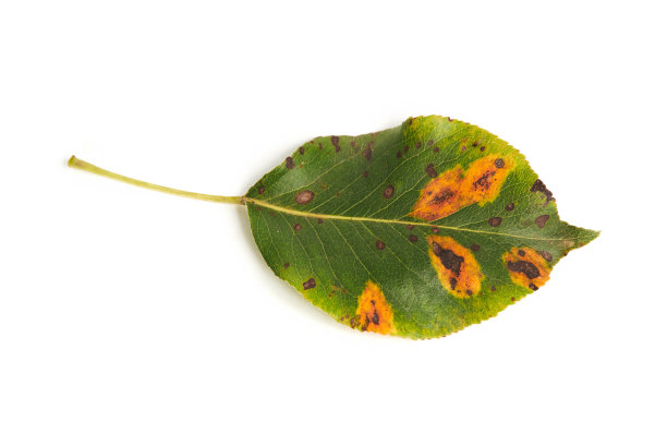 一种梨叶，被锈病和黑斑病感染图片下载