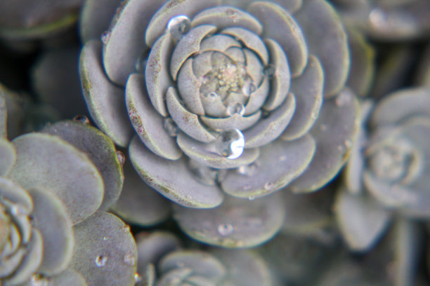 银柴胡(机器人。Orostachys)图片下载