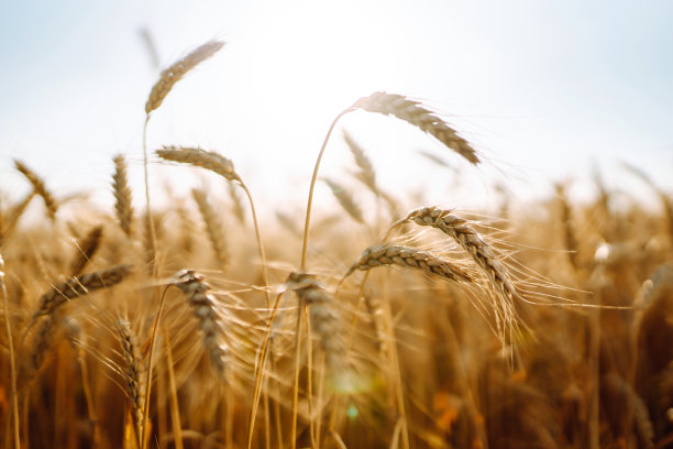 天空背景黄色麦田里成熟的穗子。图片下载