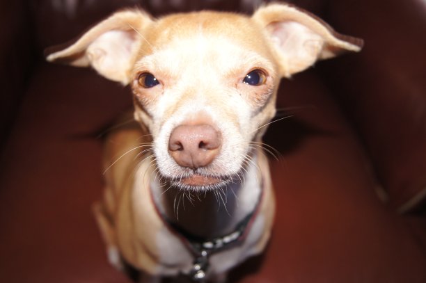 吉娃娃脸图片下载