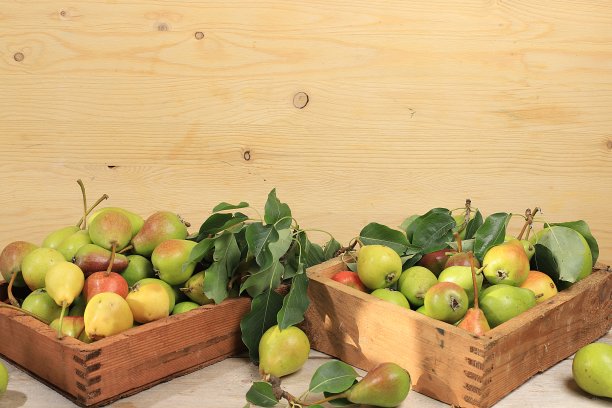 秋天的苹果和梨在阳光明媚的木桌上，感恩的背景，收获，健康的天然食物概念，排毒饮食和身体清洁，横幅为屏幕，图片下载