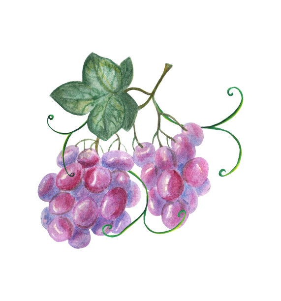 Wayercolor手绘葡萄图片下载