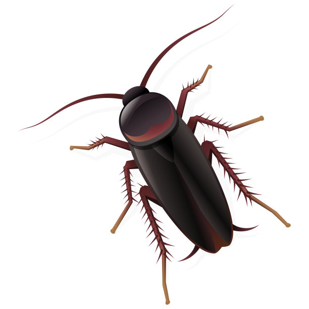 被阴影孤立的蟑螂图片下载