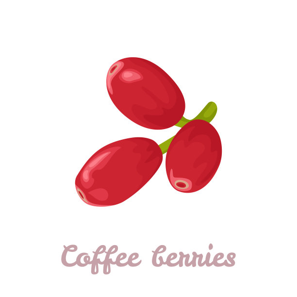 咖啡浆果孤立在白色的背景。矢量插图，图标在卡通平面风格。图片下载