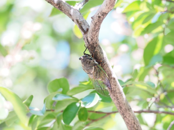 蝉图片下载
