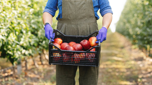 大丰收，水果采摘生产果汁和果泥，商业和植物种植图片下载
