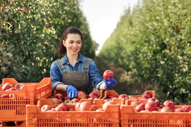 农夫、园主以收获、采摘和分类水果而自豪图片下载