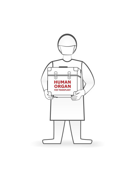 医生手持人体器官的盒子图片下载