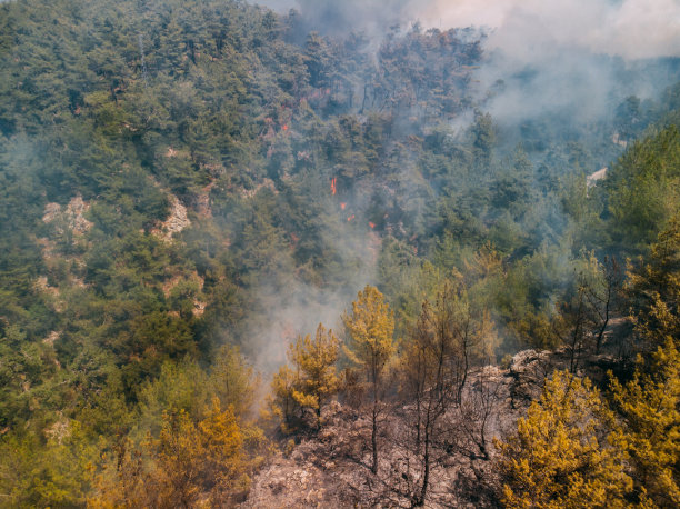 鸟瞰图森林火灾在红松林图片下载